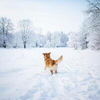 Golden Retriever Running in Snowy Park photo