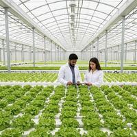 Scientists reviewing hydroponic lettuce in greenhouse photo
