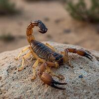 A scorpion is sitting on a rock in the desert photo