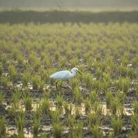 White egret in a paddy field at dawn photo