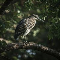 Heron perched on tree branch in forest photo