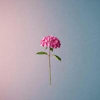 Pink Hydrangea Bloom Against Pastel Gradient photo