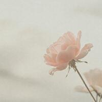 Delicate pale pink rose, soft light, outdoor photo