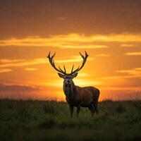 Majestic stag at sunset in a field photo