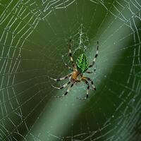 Green Spider on Orb Web in Forest photo