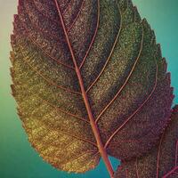 Detailed close-up of colorful autumn leaf photo