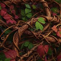Intricate Vine Structure with Autumn Leaves photo