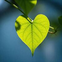Heart-shaped leaf in sunlight photo