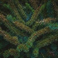 Close-up Coniferous Forest Canopy photo