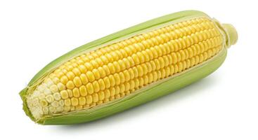 Fresh Sweet Corn on the Cob Ready to Eat or Cook photo