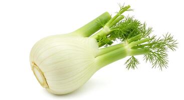 Fresh Fennel Bulb with Green Fronds Isolated on White Background photo