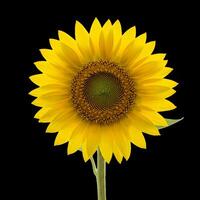 sunflower is shown against a black background photo