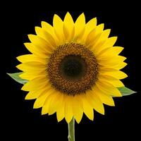 A single sunflower is shown against a black background photo