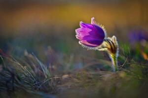 Spring and springtime flower in the rain. Blooming beautiful flowers on a meadow in nature. Pasque flower and sun with a natural colored background. Pulsatilla grandis photo