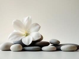 a white flower sitting on top of a pile of rocks photo