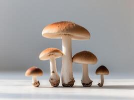 Four mushrooms different sizes shapes are arranged triangular Flying champignon cut photo