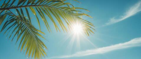 The sun shines through a palm tree and the sky photo