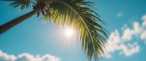 Palm tree with sun shining through it photo