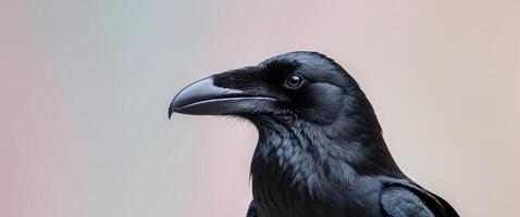 A close up of a black bird with a blue beak photo