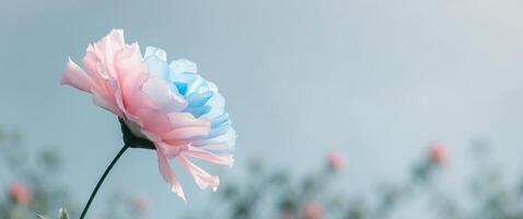 A pink and blue flower is in the middle of a field photo