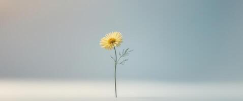 Space Yellow Aster Overview Autumn Blue Pastel Empty. photo