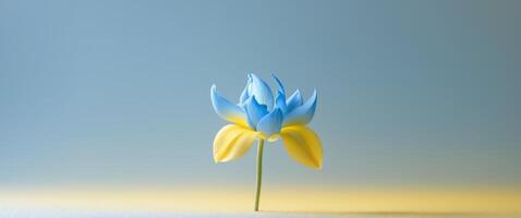 A single blue and yellow flower with a gradient background. photo