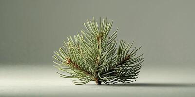 A small pine tree is shown on a white background photo