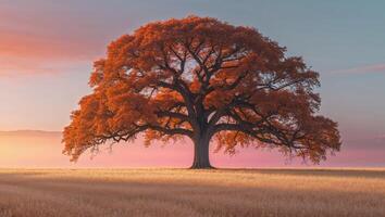 An oak tree in a field at sunset photo