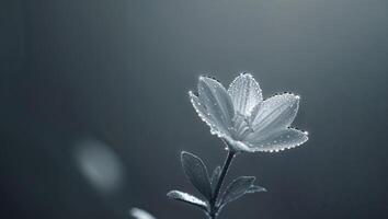 Illuminated dewy flower in dark background photo