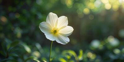 A single white flower is in the middle of a field photo