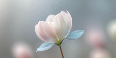 A Stunning Macro View of a Spring Flower in Gentle Pastel Tones. photo