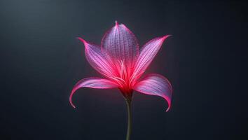 Glowing Pink and Red Flower on Dark Background. photo