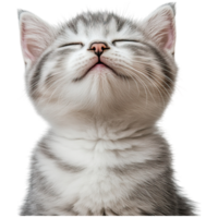 A close-up of a content grey tabby kitten with its eyes closed, mouth slightly open, and a relaxed expression. png