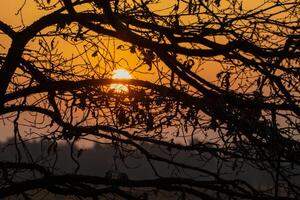 A plane flying over a tree with a sunset in the background photo