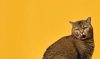 Cat with brown fur licks its lips against a yellow background. The cat's eyes are yellow, and its mouth is open, showing a pink tongue. photo