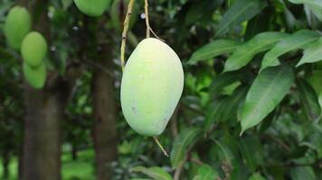 Mango Hanging from Branch in Lush Green Background video