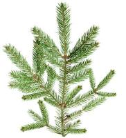 Single spruce branch with green needles, isolated background. The branch is detailed and shows the texture of the needles and stem. photo