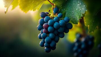 Bunch of grapes hanging from a vine. The grapes are blue and red. The vine is green photo