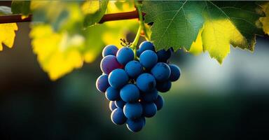 Bunch of grapes hanging from a vine. The grapes are ripe and ready to be picked. Concept of abundance and freshness, as well as the beauty of nature photo