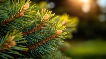 Pine tree branch with pinecone on it. The pinecone is brown and the branch is green photo