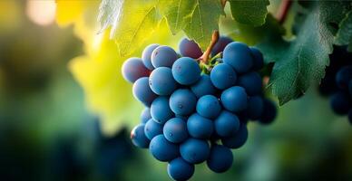 Bunch of blue grapes hanging from a vine. The grapes are ripe and ready to be picked photo