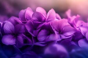 Bunch of purple flowers with a purple background. The flowers are in full bloom and are arranged in a way that they look like they are floating. Scene is serene and calming photo
