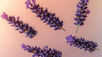 Close up of purple lavender flowers with a light pink background. The flowers are arranged in a way that they appear to be floating in the air. Scene is serene and calming photo