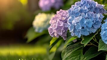 Bunch of blue and purple flowers are in a garden. The flowers are in full bloom and are surrounded by green leaves. The scene is peaceful and serene photo