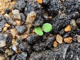 A tiny sprout breaks through the damp gravel, displaying its incredible resilience. photo