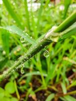 Close-up of Water Droplets on Grass After Rain photo