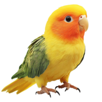 Cute Yellow and Orange Lovebird with a Soft Fluffy Appearance png