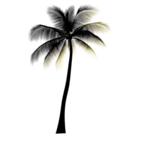 Minimal Palm Tree in Black and White png