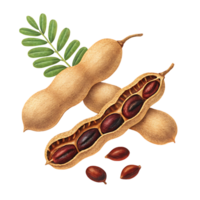 Tamarind fruit illustration, close up view. png