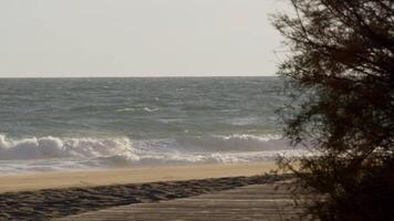 Calm sea waves rolling and crashing against sandy shoreline, soft tree branches partially framing scenic ocean view with gentle sunlight playing on water surface video